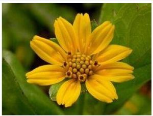 棉毛菊屬 棉毛菊屬