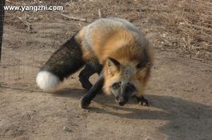 烏蘇里貉 烏蘇里貉