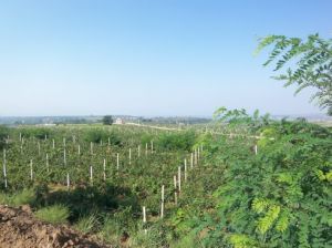 山西省農科院果樹研究所 山西省農科院果樹研究所