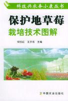 保護地草莓栽培技術圖解 保護地草莓栽培技術圖解