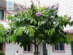 大花密刺薔薇 大花密刺薔薇