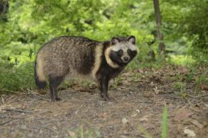 貉西南亞種 貉西南亞種