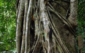 景洪離瓣寄生 景洪離瓣寄生