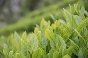 雲台山[湖南省安化縣雲台山]