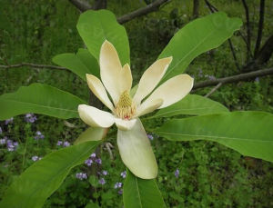 凹葉厚朴 凹葉厚朴