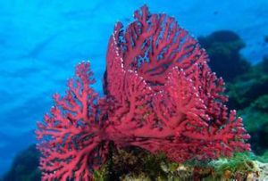 紫側孔珊瑚