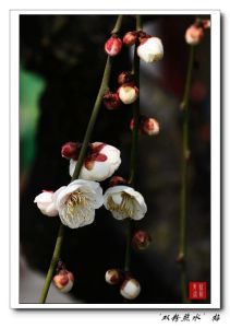 雙粉照水梅 雙粉照水梅