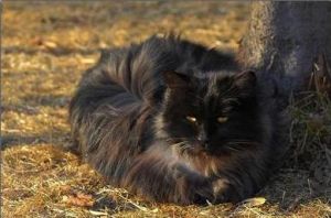 貓泛白細胞減少症