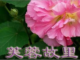 芙蓉故里 芙蓉故里
