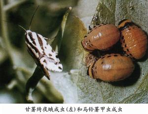 甘薯綺夜蛾 甘薯綺夜蛾