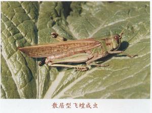 散居型飛蝗 散居型飛蝗