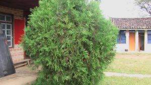 金雞嶺村 金雞嶺村