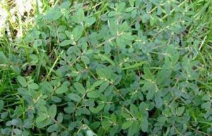 地錦草茶 地錦草茶