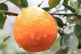 石棉黃果柑 石棉黃果柑