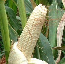 萬糯2000 萬糯2000