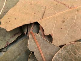 乾燥[詞語概念]