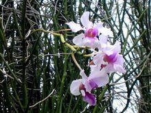 卓錦&middot;萬代蘭--萬代蘭同屬雜交之一種