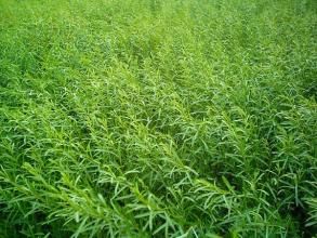 拉馬山柳 拉馬山柳