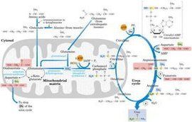 鳥氨酸循環