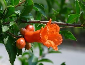 地石榴花 地石榴花