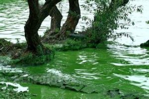太湖苔草 太湖苔草