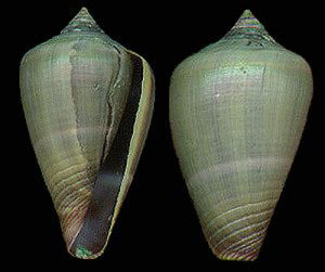 伊比利忤逆芋螺 伊比利忤逆芋螺