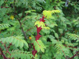 扁刺峨眉薔薇 扁刺峨眉薔薇
