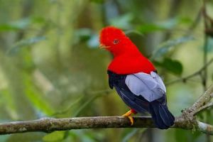 白尾傘鳥 白尾傘鳥