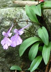 少花無柱蘭 少花無柱蘭