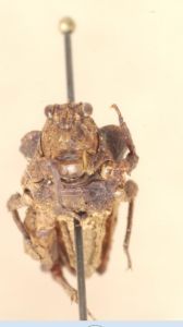 嘉氏澳漢蚱 嘉氏澳漢蚱