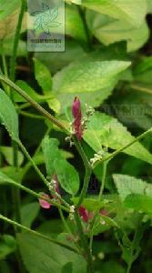 杖藜[中央種子目藜科植物]