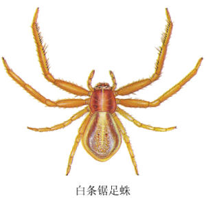 白條鋸足蛛