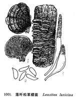 落葉松革褶菌 落葉松革褶菌