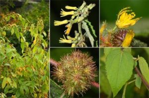 長鉤刺蒴麻 長鉤刺蒴麻