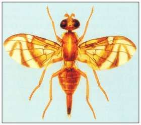 雙帶圓目蠅 雙帶圓目蠅