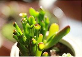 筒葉花月 筒葉花月