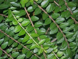 亮葉忍冬 亮葉忍冬