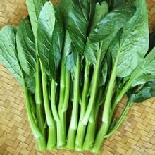 油綠粗苔菜心 油綠粗苔菜心
