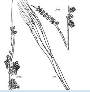 簇叢旋體藻 簇叢旋體藻
