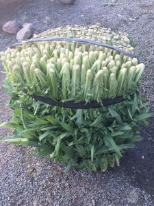 東莞市鑫泰蔬菜批發有限公司 東莞市鑫泰蔬菜批發有限公司