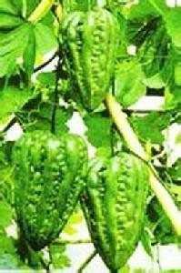 大頂苦瓜 大頂苦瓜