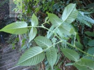 小柱懸鉤子 小柱懸鉤子