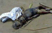 海猴子[海洋生物]