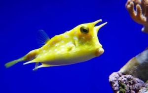 牛角箱魨 牛角箱魨