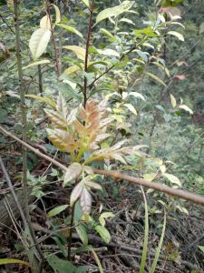 落水雲霧茶 落水雲霧茶