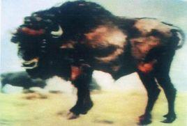 高加索野牛 高加索野牛