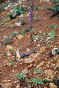 瀾滄翠雀花 瀾滄翠雀花