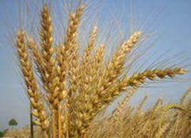 小麥烘烤與蒸煮品質 小麥烘烤與蒸煮品質