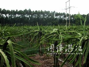 雲腳村大片大片的火龍果