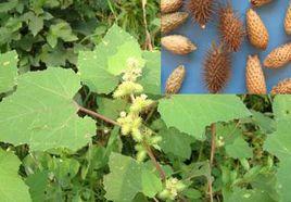 赤莖羊耳草 赤莖羊耳草